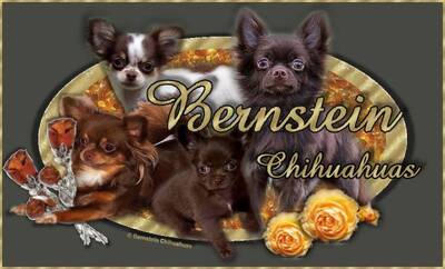 BernsteinChihuahua, Chihuahua langhaariger Schlag Welpen - Rüde, Chihuahua Welpen - Rüde