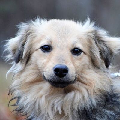 👌👌Berry kleiner Welpe sucht tolle Familie💥💥, Mischling Welpen - Rüde