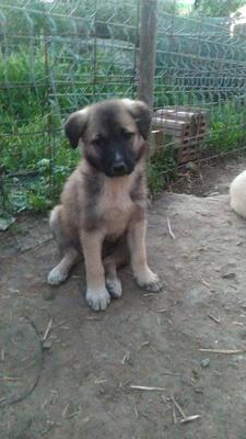 Berta, Mischling - Hündin