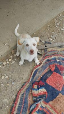 Berti, Berti Welpen - Rüde