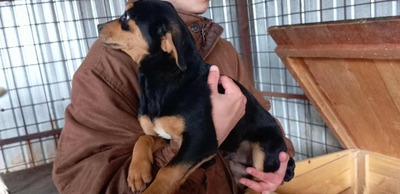 Berti, Profi-Herzensbrecher und angehender Unfug-Experte, Mischling - Rüde