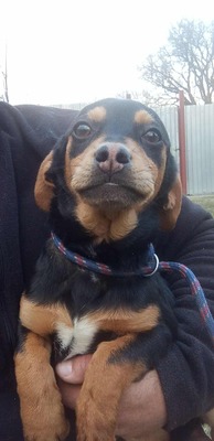 Berti, Profi-Herzensbrecher und angehender Unfug-Experte, Mischling - Rüde