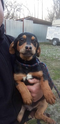 Berti, Profi-Herzensbrecher und angehender Unfug-Experte, Mischling - Rüde