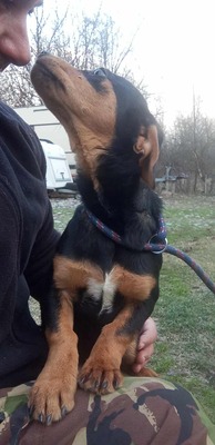 Berti, Profi-Herzensbrecher und angehender Unfug-Experte, Mischling - Rüde