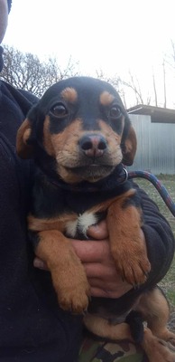 Berti, Profi-Herzensbrecher und angehender Unfug-Experte, Mischling - Rüde