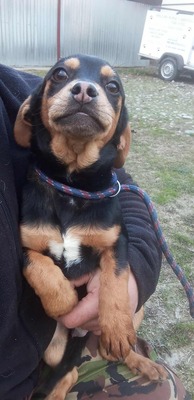 Berti, Profi-Herzensbrecher und angehender Unfug-Experte, Mischling - Rüde