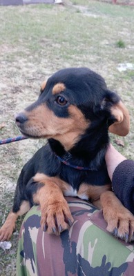 Berti, Profi-Herzensbrecher und angehender Unfug-Experte, Mischling - Rüde