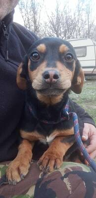 Berti, Profi-Herzensbrecher und angehender Unfug-Experte, Mischling - Rüde