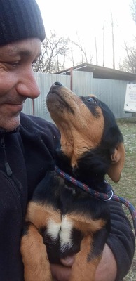 Berti, Profi-Herzensbrecher und angehender Unfug-Experte, Mischling - Rüde