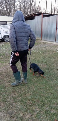 Berti, Profi-Herzensbrecher und angehender Unfug-Experte, Mischling - Rüde