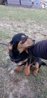 Berti, Profi-Herzensbrecher und angehender Unfug-Experte, Mischling - Rüde