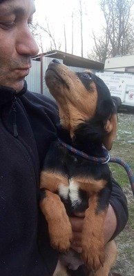 Berti, Profi-Herzensbrecher und angehender Unfug-Experte, Mischling - Rüde