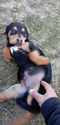 Berti, Profi-Herzensbrecher und angehender Unfug-Experte, Mischling - Rüde