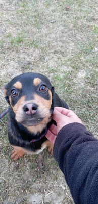 Berti, Profi-Herzensbrecher und angehender Unfug-Experte, Mischling - Rüde