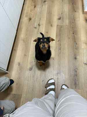 Berti, Profi-Herzensbrecher und angehender Unfug-Experte, Mischling - Rüde