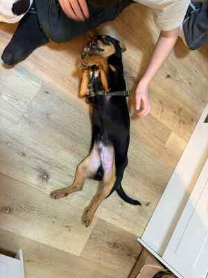 Berti, Profi-Herzensbrecher und angehender Unfug-Experte, Mischling - Rüde