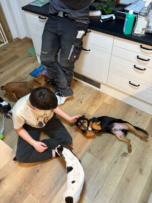 Berti, Profi-Herzensbrecher und angehender Unfug-Experte, Mischling - Rüde