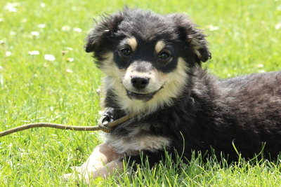 Bessimo, Mischling Welpen - Rüde