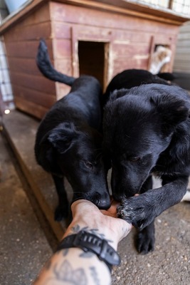 Bessy ist eine Herzensbub, Mischling - Rüde