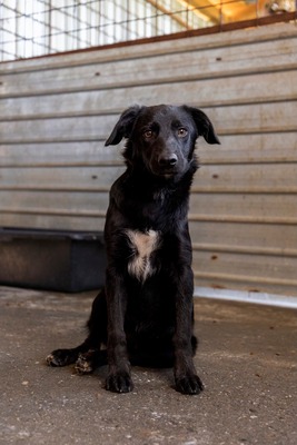 Bessy ist eine Herzensbub, Mischling - Rüde