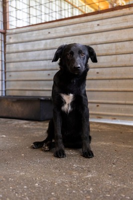 Bessy ist eine Herzensbub, Mischling - Rüde