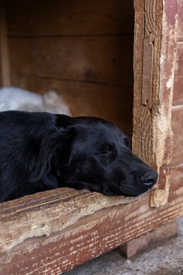 Bessy ist eine Herzensbub, Mischling - Rüde