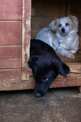 Bessy ist eine Herzensbub, Mischling - Rüde