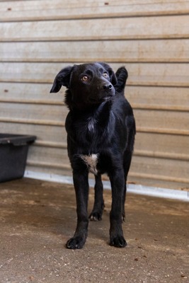 Bessy ist eine Herzensbub, Mischling - Rüde