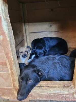Bessy ist eine Herzensbub, Mischling - Rüde