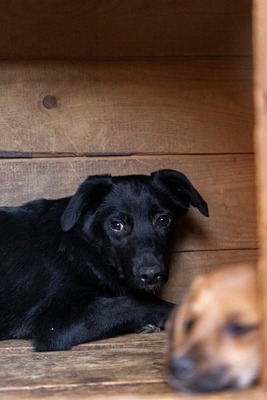 Bessy ist eine Herzensbub, Mischling - Rüde