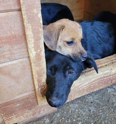 Bessy ist eine Herzensbub, Mischling - Rüde