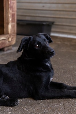 Bessy ist eine Herzensbub, Mischling - Rüde