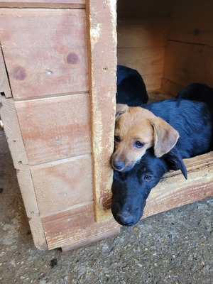 Bessy ist eine Herzenshündin