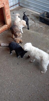 Bessy ist eine Herzenshündin, Mischling - Hündin