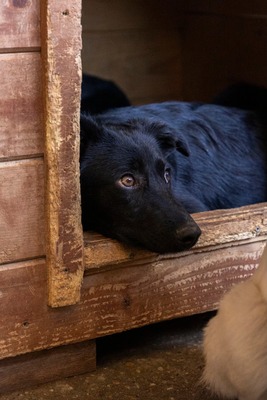 Bessy ist eine Herzenshündin, Mischling - Hündin