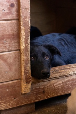 Bessy ist eine Herzenshündin, Mischling - Hündin