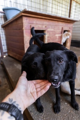Bessy möchte lernen, wie sich ein liebevolles Zuhause anfühlt, Mischling - Rüde