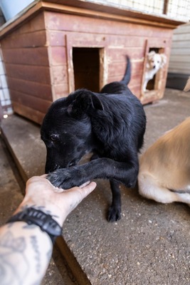 Bessy möchte lernen, wie sich ein liebevolles Zuhause anfühlt, Mischling - Rüde
