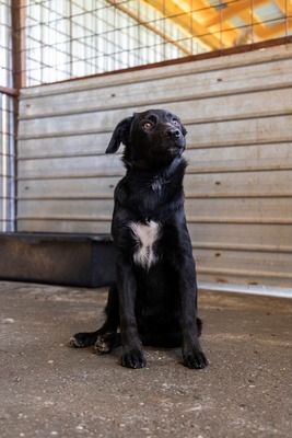 Bessy möchte lernen, wie sich ein liebevolles Zuhause anfühlt, Mischling - Rüde