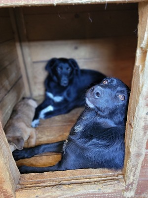 Bessy möchte lernen, wie sich ein liebevolles Zuhause anfühlt, Mischling - Rüde