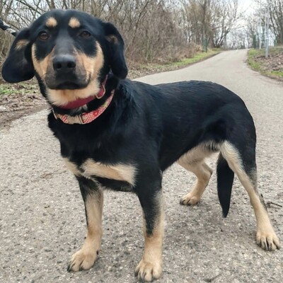 🌺Bethi ist äußerst freundlich zu allen und sehr sanftmütig 🌸, Mischlingshündin - Hündin