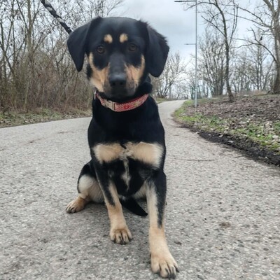 🌺Bethi ist äußerst freundlich zu allen und sehr sanftmütig 🌸, Mischlingshündin - Hündin