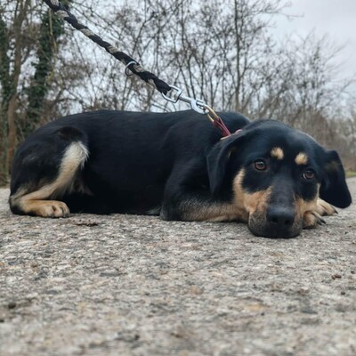 🌺Bethi ist äußerst freundlich zu allen und sehr sanftmütig 🌸, Mischlingshündin - Hündin