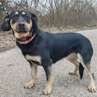 🌺Bethi ist äußerst freundlich zu allen und sehr sanftmütig 🌸, Mischlingshündin - Hündin