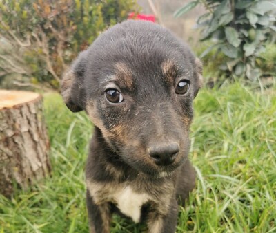 Betti, Mischling Welpen - Hündin