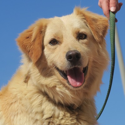 Betty, Labrador Mix - Hündin