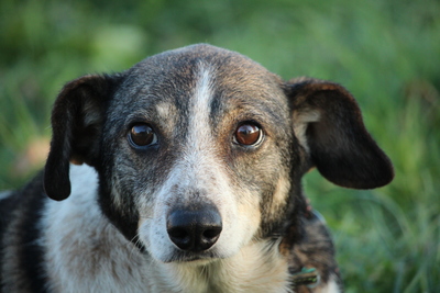 Betty, Mischling - Hündin