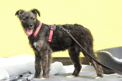 Betty, Mischling Welpen - Hündin