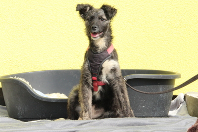 Betty, Mischling Welpen - Hündin