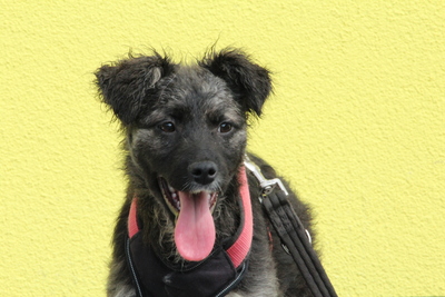 Betty, Mischling Welpen - Hündin